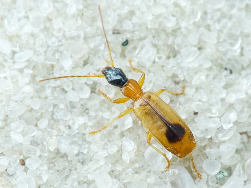 Lebiinae Bonelli, 1810